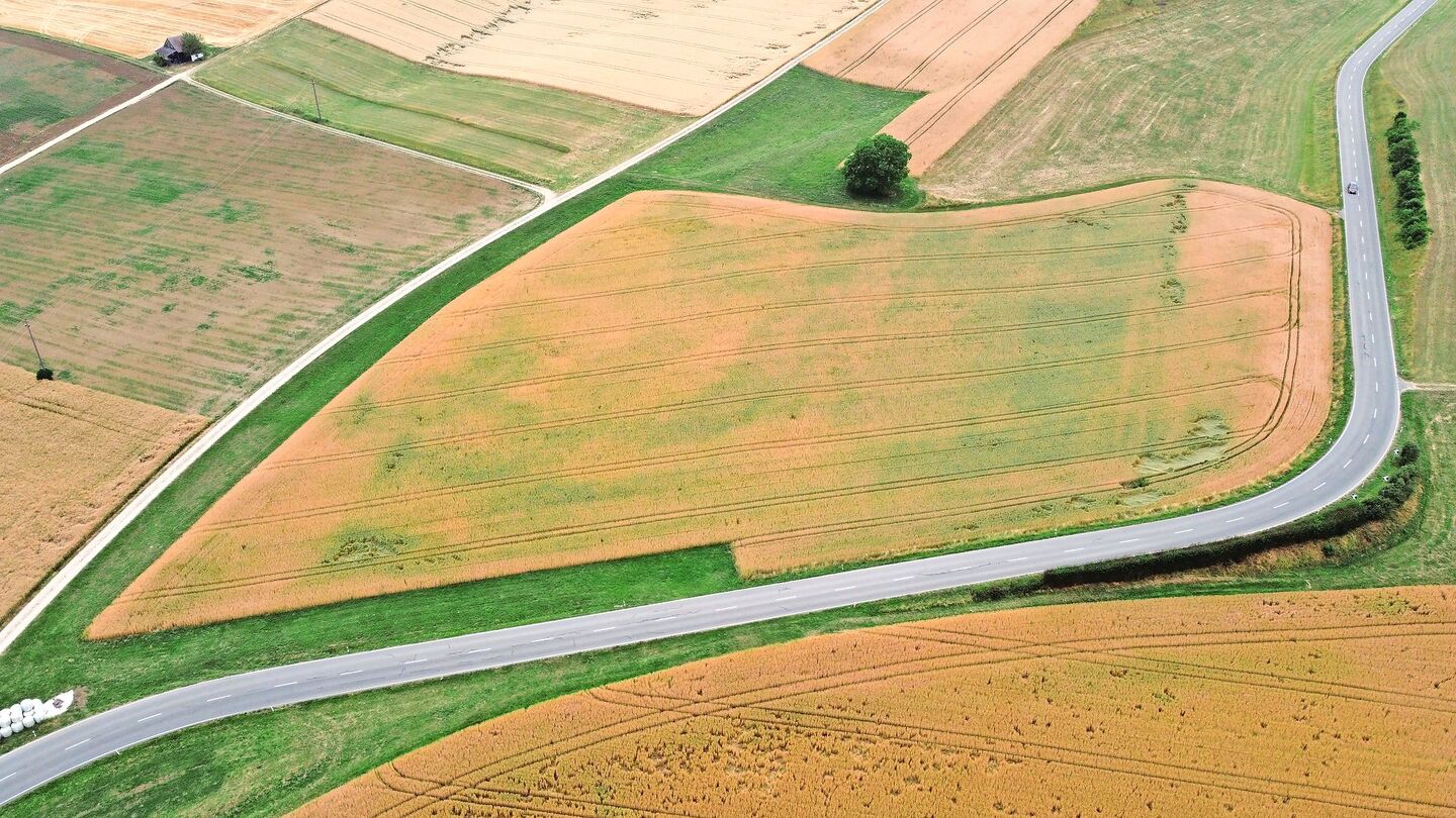 Diesem Weizen fehlt das Wasser: Die einsetzende Notreife der Pflanzen auf dem Luftbild veranschaulicht das unterschiedliche Potenzial innerhalb der Parzelle.