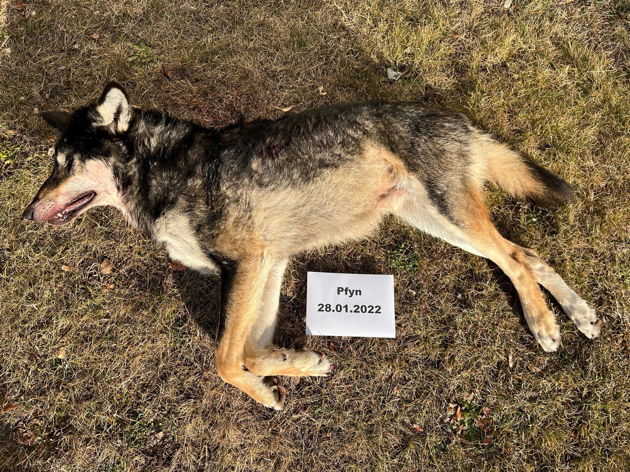 Der auffällig dunkle Wolf war doch kein Mischling
