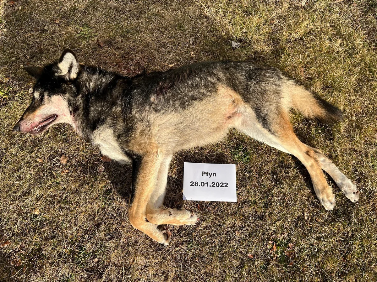 wolf_pfyn_28.01.2022 Der auffällig dunkle Wolf war doch kein Mischling