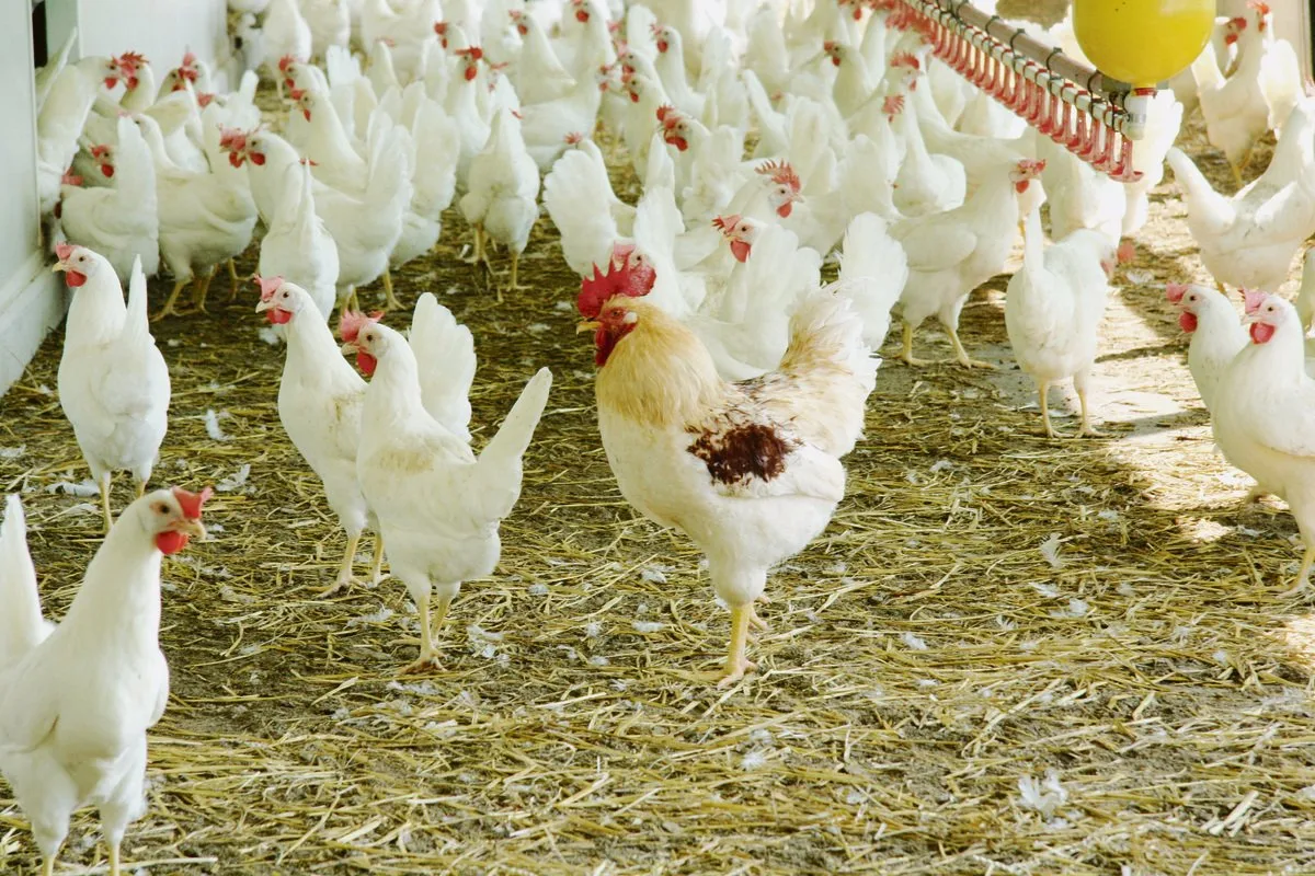 73f7de7a29aadb4ab30a9269aad8d9435a631fcd Die Eierproduktion steigt weiter an, denn der Legehennenbestand wuchs um fünf Prozent auf 3,5 Millionen Legehennen an. (Bild BauZ)