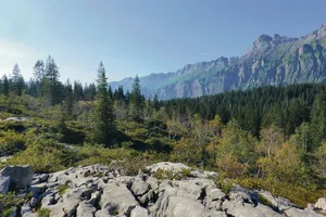 Das karstige Gelände auf der Hochebene der Bödmeren liess ungenutzte Waldinseln jahrhundertelang überdauern.