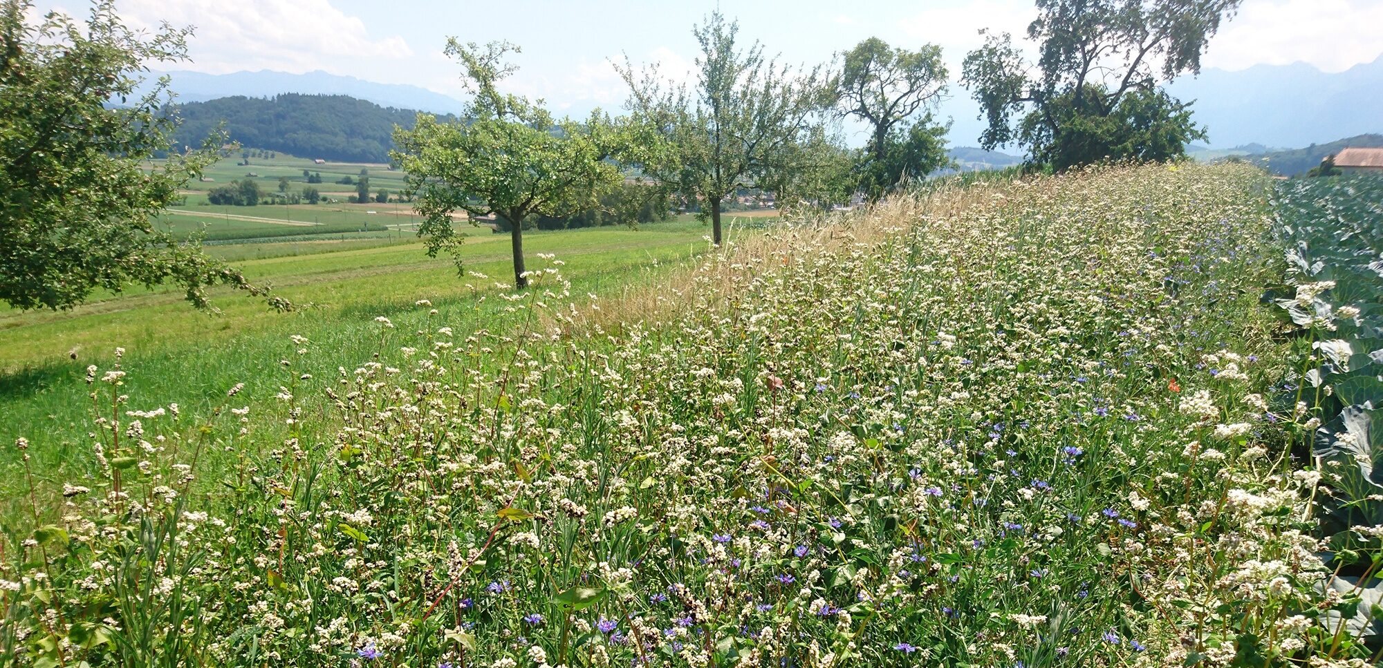 Die FiBL-Blumenmischung für den Kohlanbau enthält Kornblume, Futterwicke, Buchweizen und Klatschmohn. Diese Pflanzen sollen Nützlingen eine Lebensgrundlage bieten und damit zur natürlichen Schädlingsbekämpfung beitragen. (Bild Henryk Luka / FiBL)