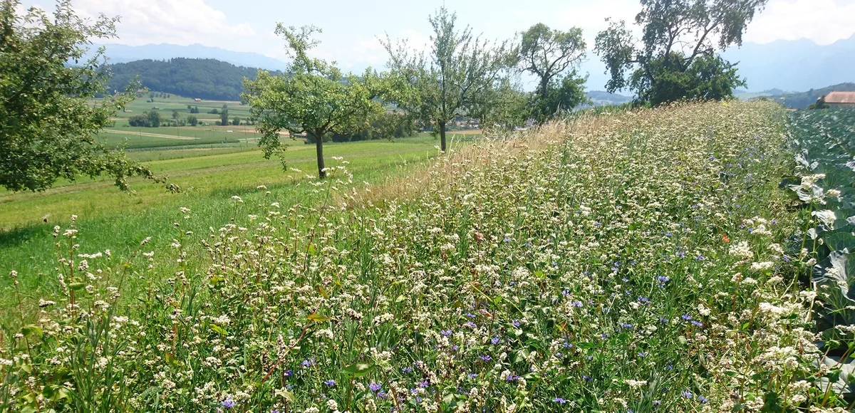 b16046601f0fb3a0e9ba26c1d0d6889b54303a57 Die FiBL-Blumenmischung für den Kohlanbau enthält Kornblume, Futterwicke, Buchweizen und Klatschmohn. Diese Pflanzen sollen Nützlingen eine Lebensgrundlage bieten und damit zur natürlichen Schädlingsbekämpfung beitragen. (Bild Henryk Luka / FiBL)