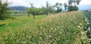 Die FiBL-Blumenmischung für den Kohlanbau enthält Kornblume, Futterwicke, Buchweizen und Klatschmohn. Diese Pflanzen sollen Nützlingen eine Lebensgrundlage bieten und damit zur natürlichen Schädlingsbekämpfung beitragen. (Bild Henryk Luka / FiBL)