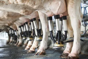Die Züger Frischkäse AG und die Molkerei Forster AG reduzierten auf den 1. März 2023 die Milchpreise.