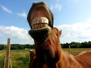 Ein- bis zweimal im Jahr sollten die Zähne beim Pferd untersucht werden. (Bild Pixabay)