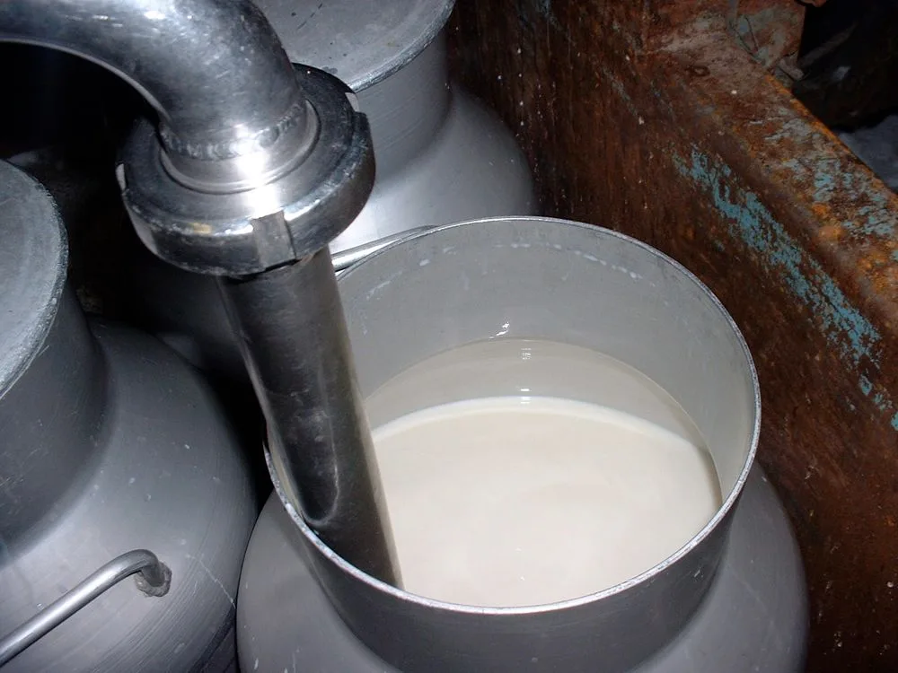 59bbc6ba32c59b8f778e010d0d7c4fe92e9369d0 Kein EU-Mitgliedsstaat produziert mehr Bio-Milch als Österreich. (BIld: BauZ)