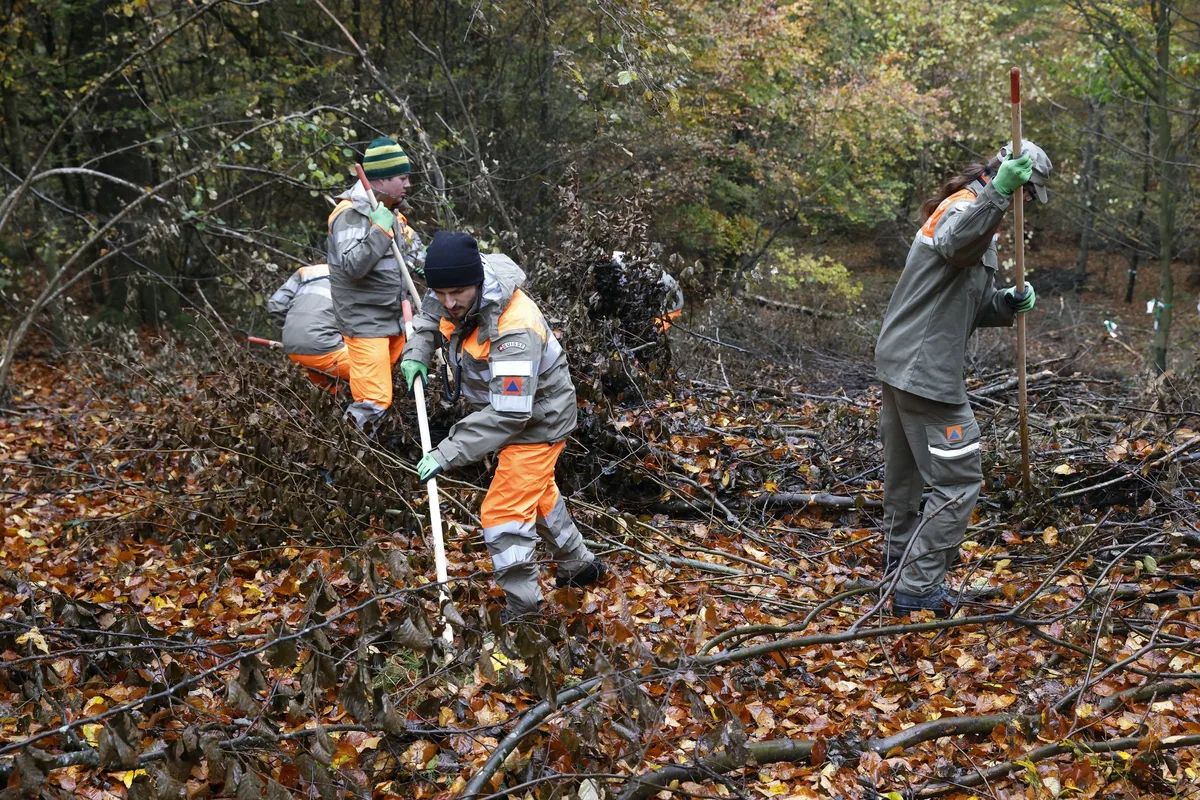 DG_22-12_TH2_Aufmacher Personen vom Zivilschutz suchen mit Stangen den Waldboden nach toten Wildschweinen ab.