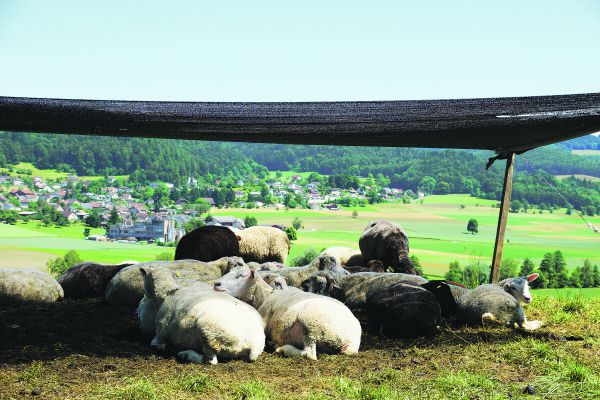 Sommerhitze und Weidehaltung: Diese Schafe schätzen offensichtlich den Schatten. (Archivbild BauZ)