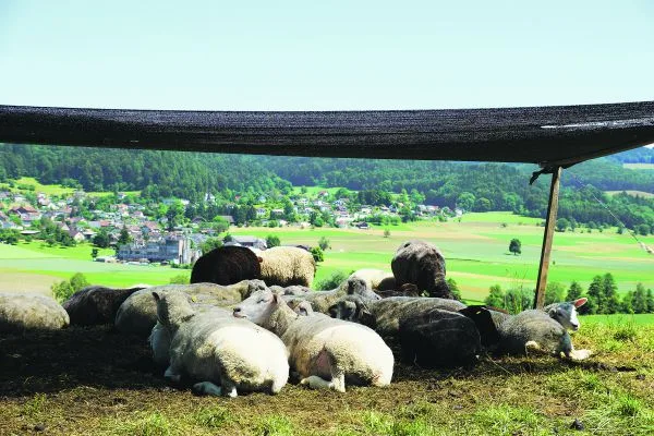 a60e03559399c824810370f4367d95cce939eed0 Sommerhitze und Weidehaltung: Diese Schafe schätzen offensichtlich den Schatten. (Archivbild BauZ)