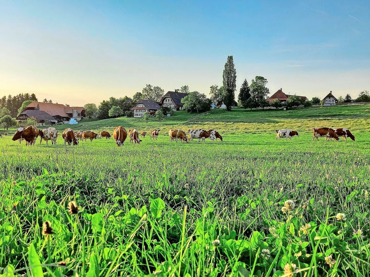 Das Ziel der IG Neue Schweizer Kuh ist die Zucht von wirtschaftlichen Kühen auf der heimischen Futtergrundlage.