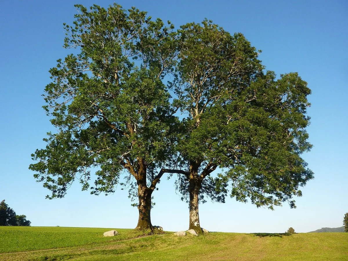 Esche-Pixabay Gegen Pilz resistente Eschen halten Schadkäfer besser stand