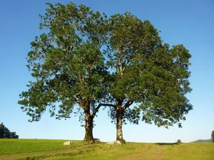 Die Esche hat in vielen Kulturen Europas einen hohen Stellenwert. In der Vorstellung der Germanen repräsentiert die Welten-Esche Yggdrasil den ganzen Kosmos.