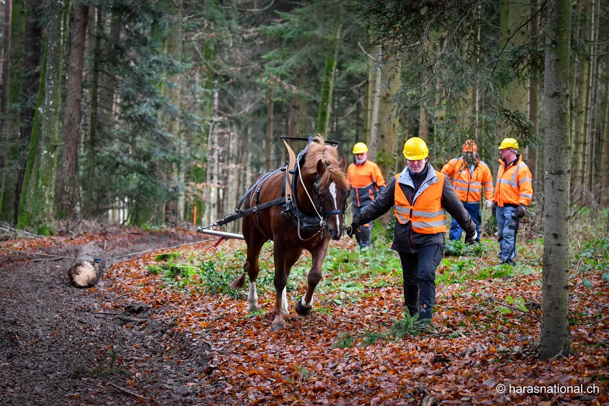 Die Wegstrecke der Holzerkurse endet: Gestütshengst Don Festino zieht, an der ihm vertrauten Hand von Christa Graf, den allerletzten Baum aus dem Wald