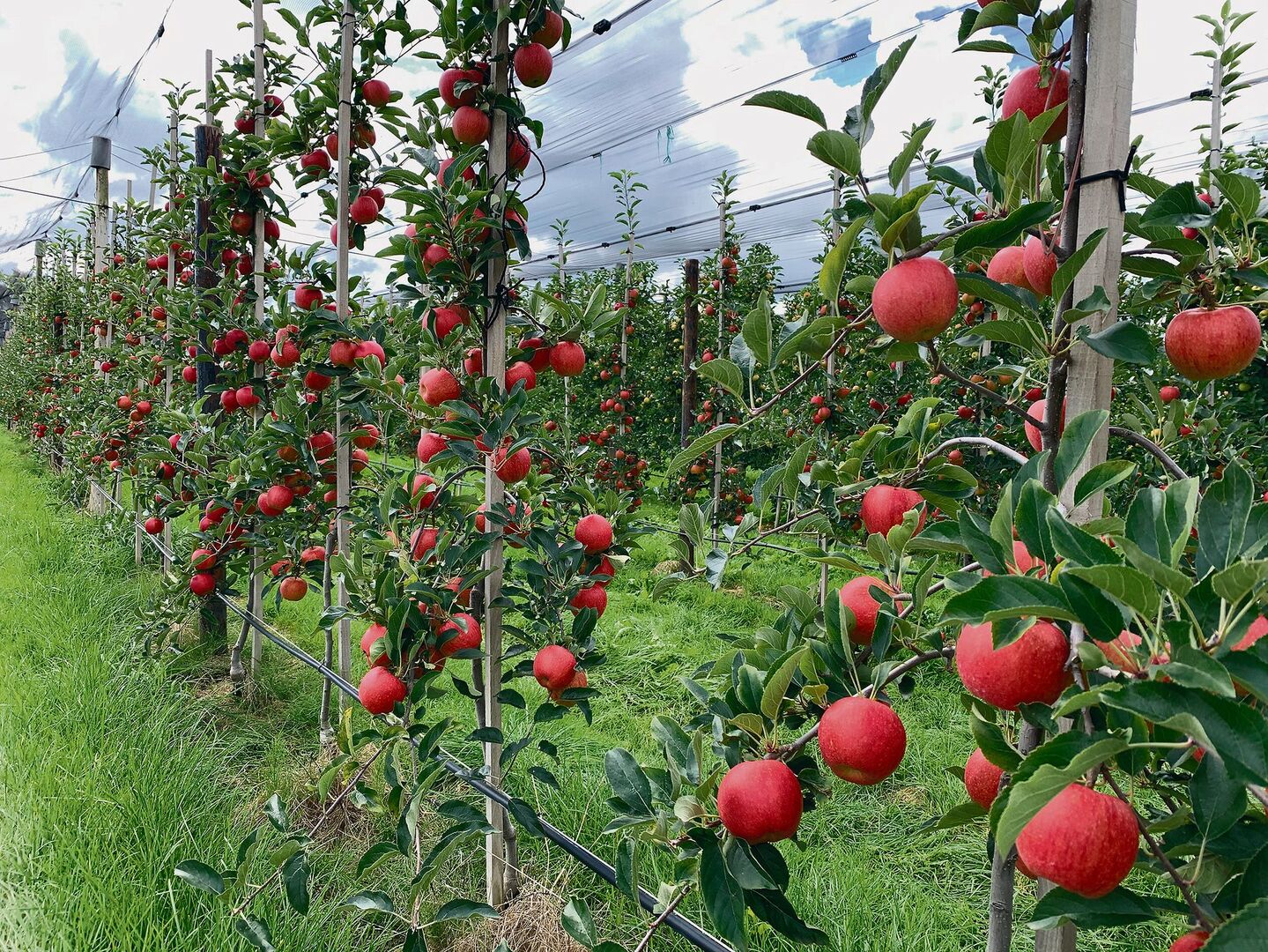Im Kanton Luzern sind Bio-Obstprofis gesucht