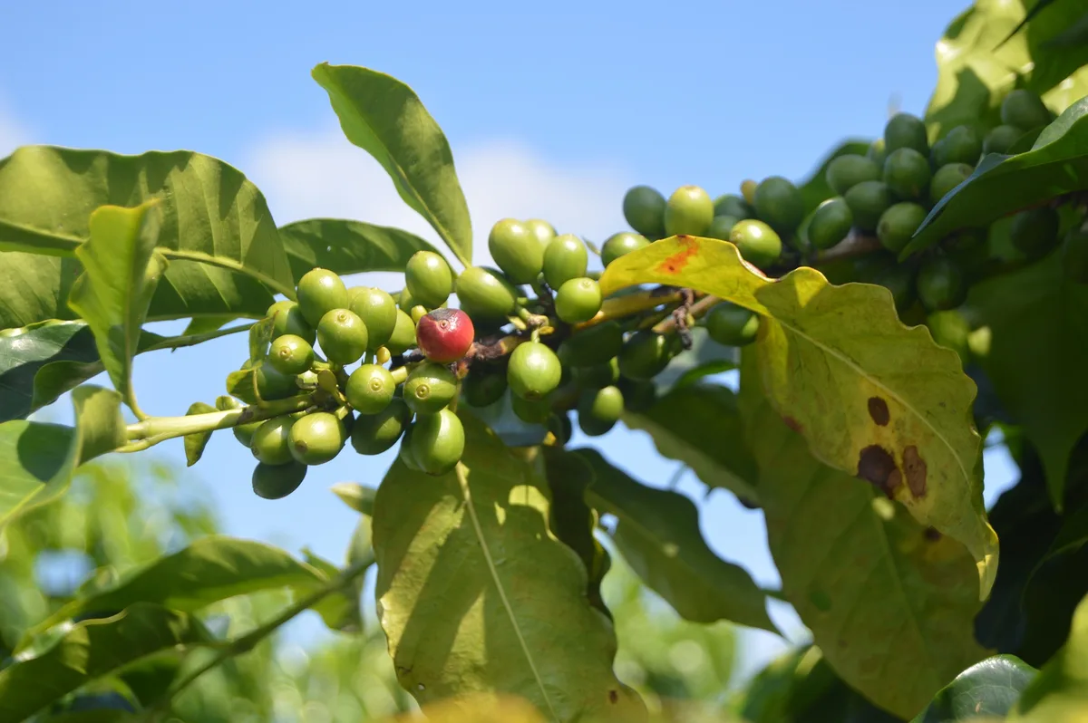 fruit-g305c79977_1920 Für Kaffee, Cashews und Avocados wird es in Hauptanbaugebieten eng