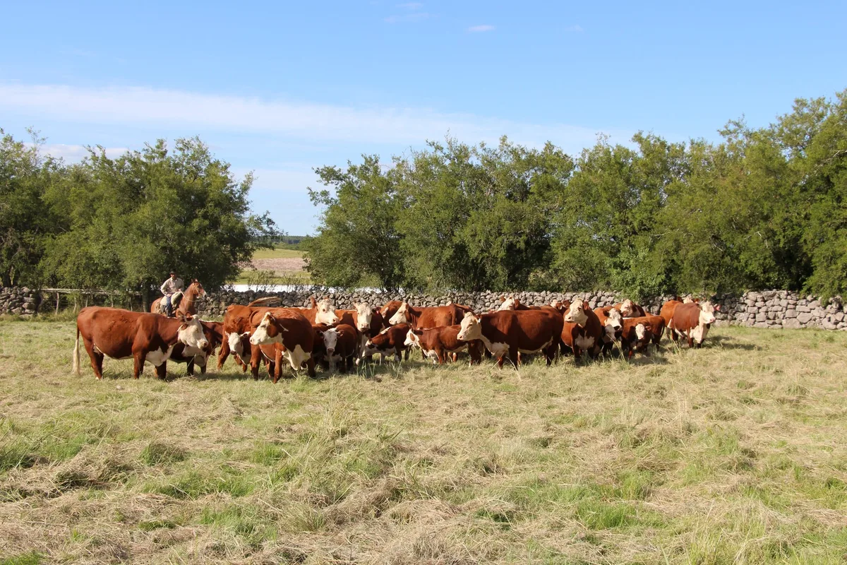 f8ee02d5e3d04cb24634cd3727a6c7476f005510 Im Juli kommt viel Rindfleisch aus dem Ausland in die Schweiz. Hier eine Hereford-Rinderherde im Uruguay, Südamerika. (Bild Hans Rüssli)