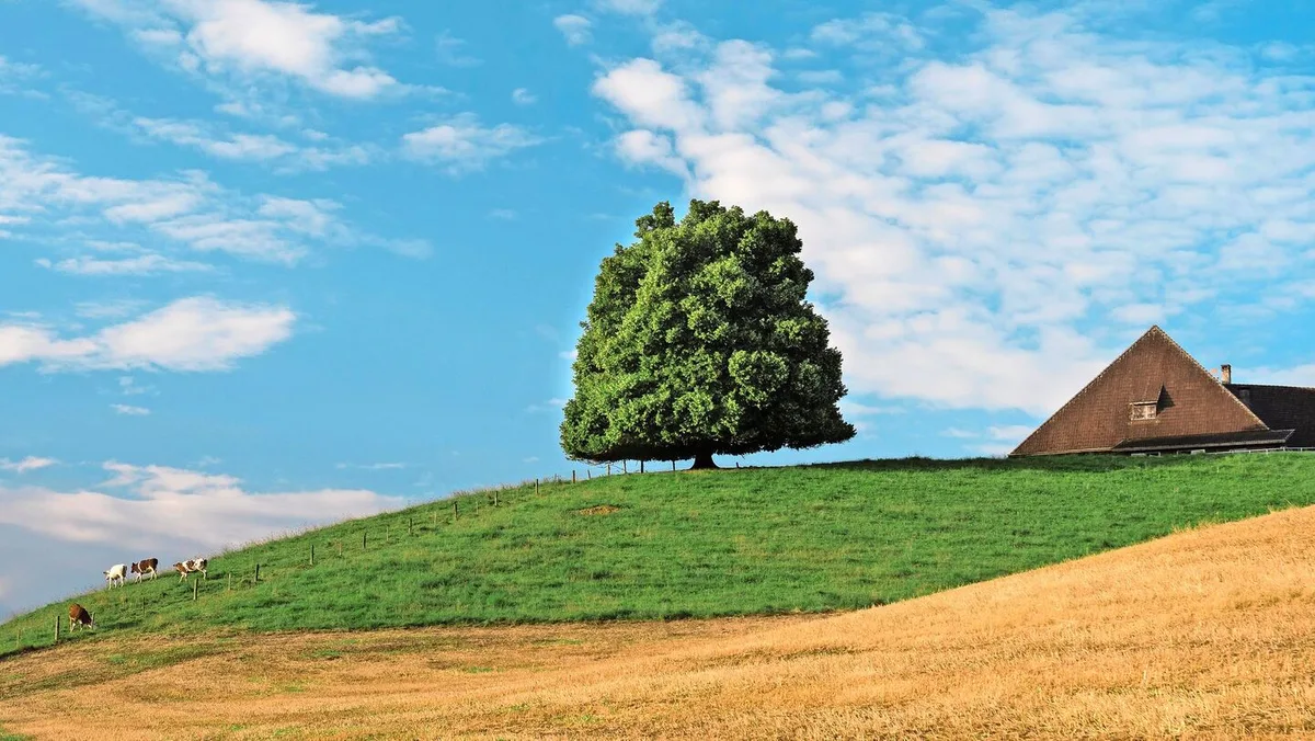 cff2c60e148e356d91488fb0d790699107543c5c8755e02b202b9bba624456cf Die Linde ist ein traditioneller Baum Mitteleuropas, bekannt für ihre herzförmigen Blätter, duftenden Blüten und ihre Rolle als Symbol für Frieden und Gemeinschaft.