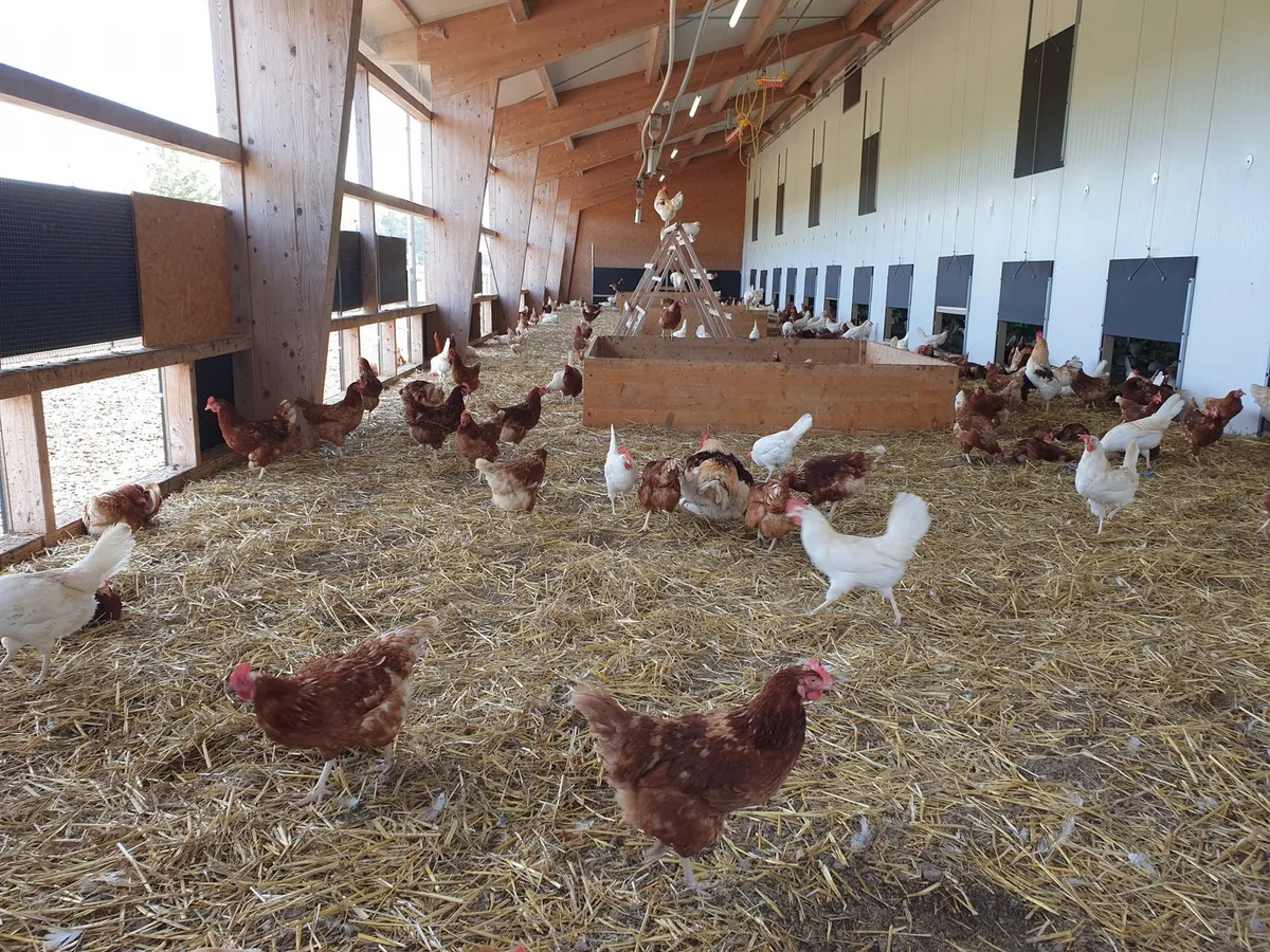 Legehennen_Bio_Stall Vogelgrippe: Schweizweite Stallpflicht ab dem 25. November