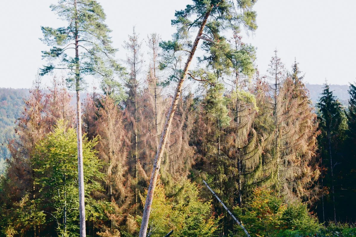 3c2c035074d81ff5d9ddfc922ac96971e185e417 Dieses Bild aus dem Schaffhauser Wald stammt vom Oktober 2018. Es zeigt, welche Schäden ein Borkenkäferbefall kombiniert mit Trockenheit verursachen kann.(Bild Roland Müller)