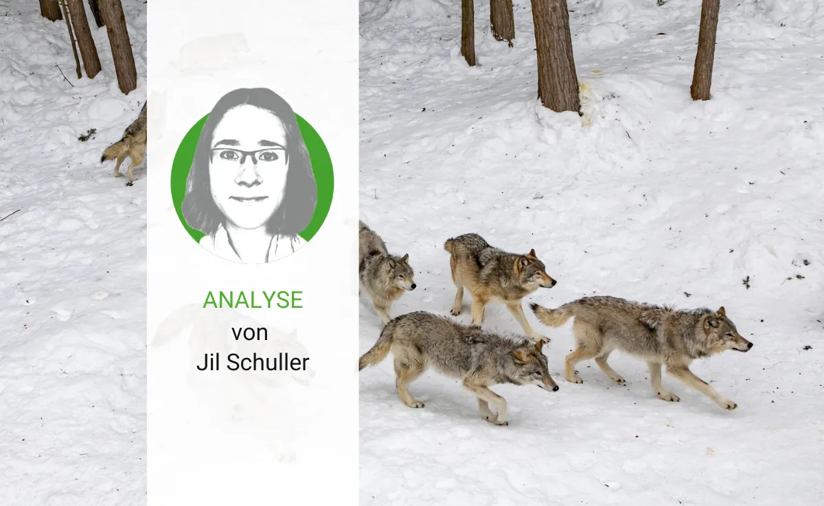 Uns würden 17 Wolfsrudel zugeteilt, wir haben 23 – Feuer frei?