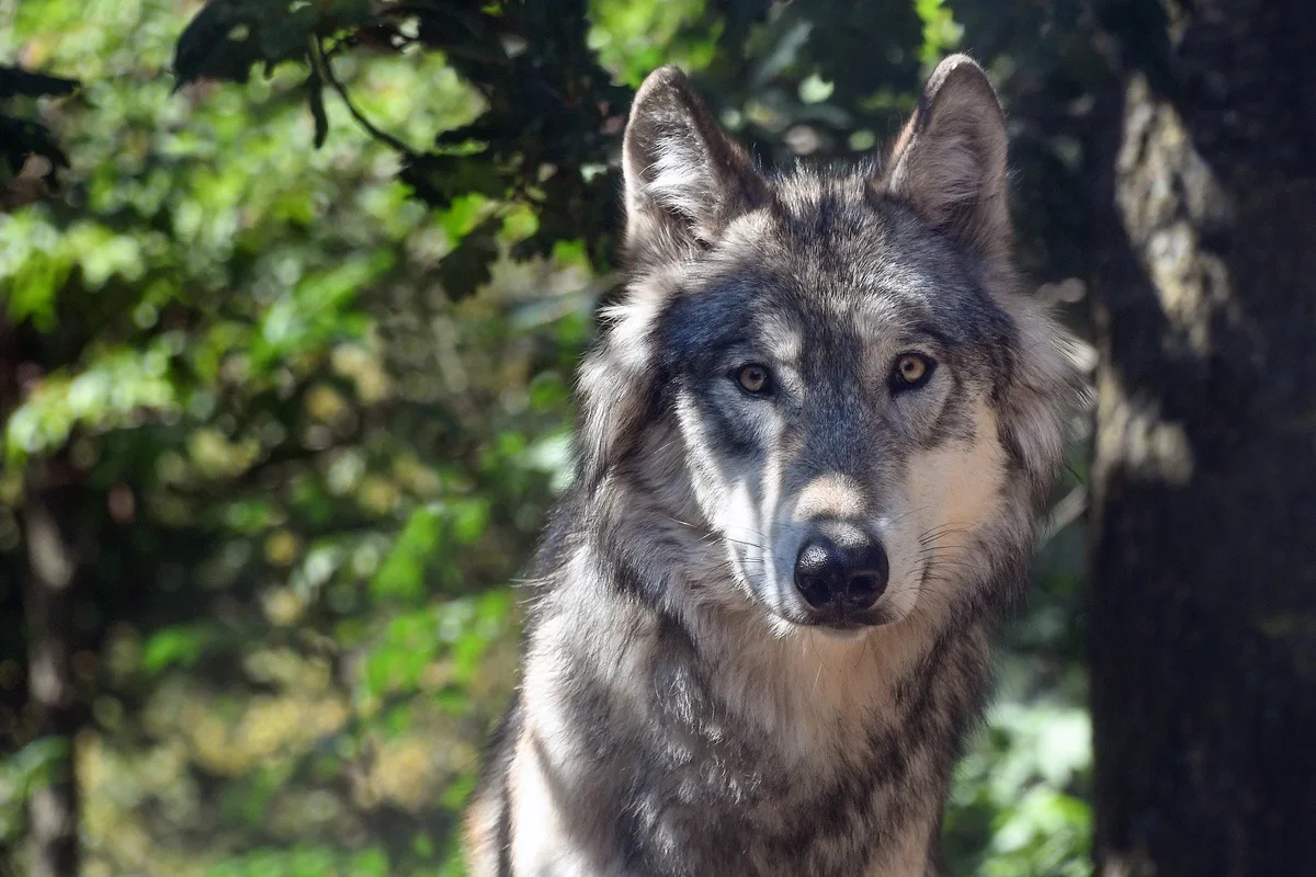 7f0902f278a458749e7a0f66dd1c63a8511a5e54 Der Wolf verliere die Scheu vor dem Menschen, wenn er nicht reguliert werde, meint der VLSoGRT. (Bild Christel Sagniez/pixabay)