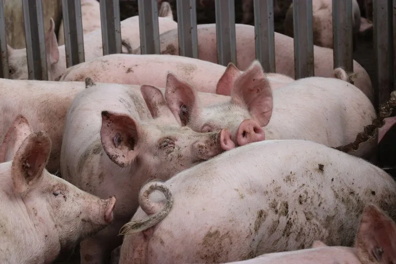 d4d3db7613d88f120b62f0f74bfdbbbe1b5c7620 Der Deutsche Bauernverband warnt eindringlich vor einer Ausbreitung der Afrikanischen Schweinepest. (Symbolbild Ruth Aerni)