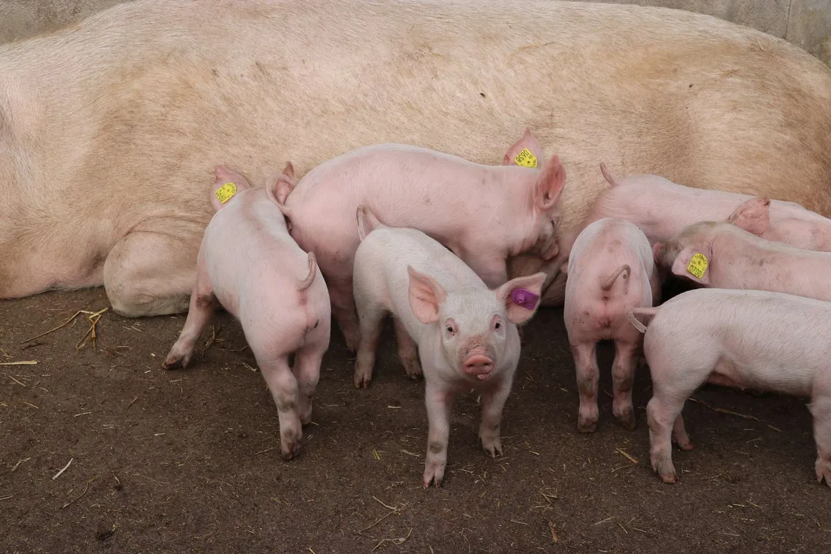 Ferkel-1600px Französische Schweinehalter fürchten um ihre Existenz
