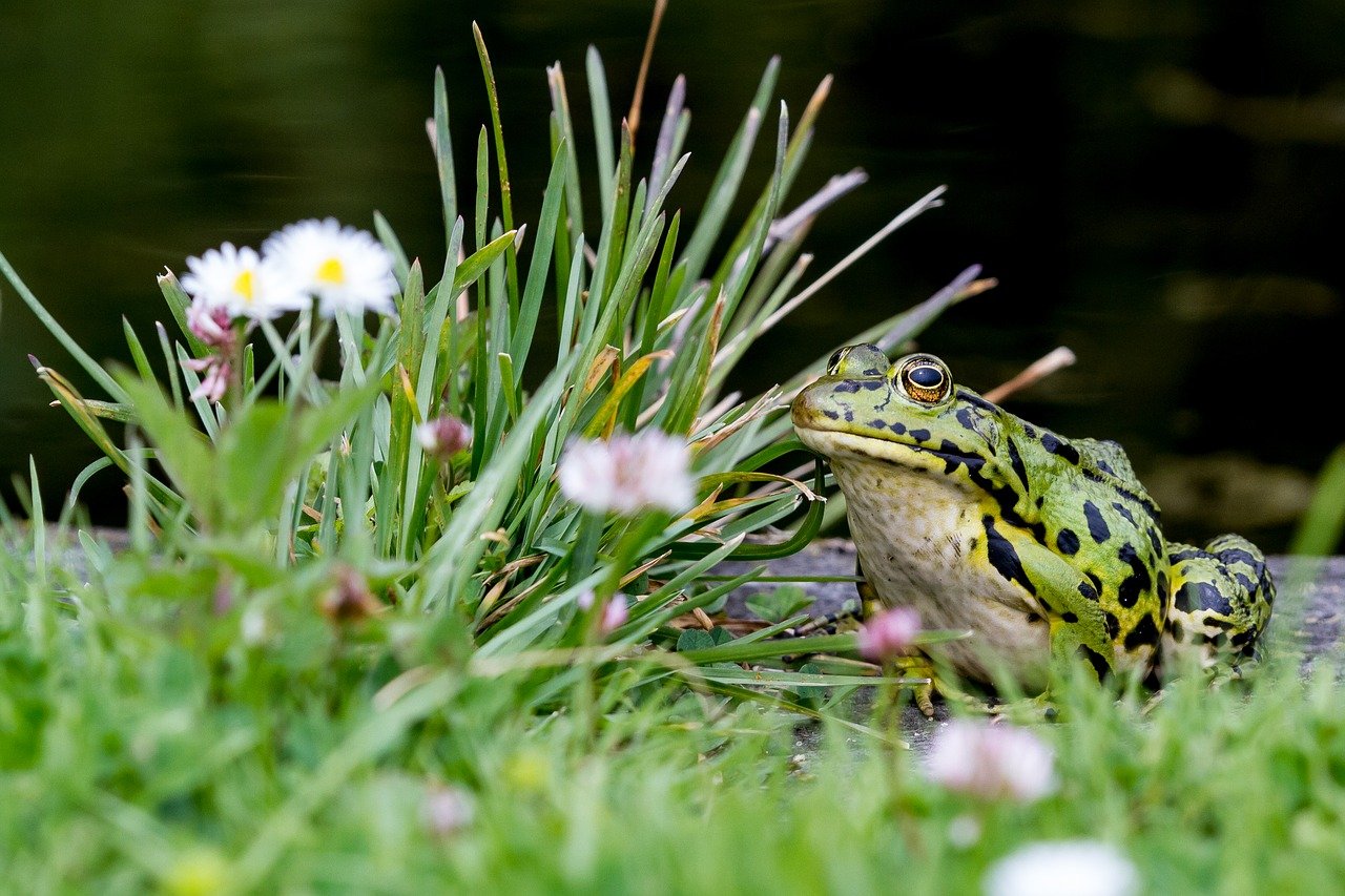 Die Natur soll nicht nur in der Landwirtschaft, sondern auch z. B. im Siedlungsraum gestärkt werden. Das sieht der Bundesrat in seinem indirekten Gegenvorschlag zur Biodiversitäts-Initiative vor. (Bild RoDobby / Pixabay)