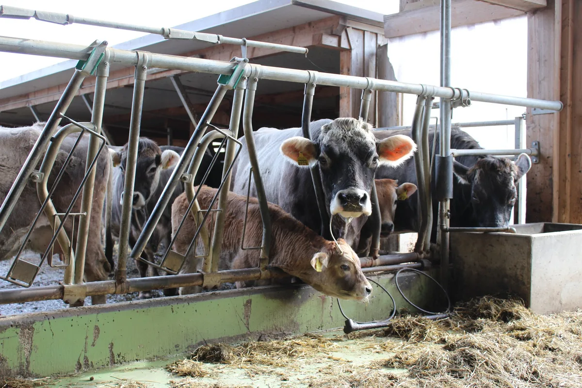 MuKuh_Kneubu__hler__1_ «So wird das gesamte Laktationspotenzial ausgeschöpft»