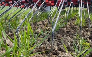 Mit dem Striegel Unkraut bekämpfen und dabei Herbizid einsparen – das scheint zu funktionieren. Wenn zusätzlich Precision-Farming-Verfahren eingesetzt wurden, stieg nochmals die beurteilte Effektivität der Massnahme.