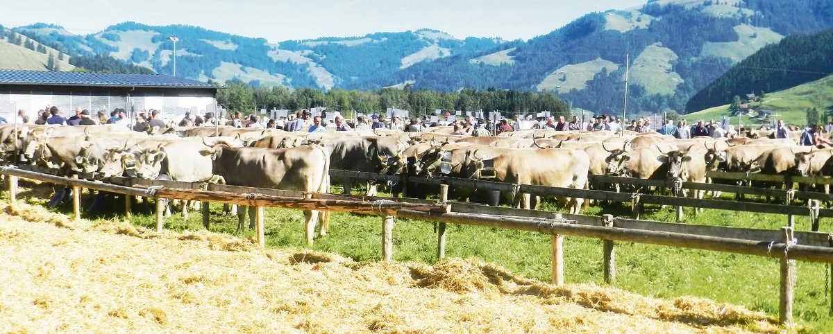 b3c0a0425afe8e2e53eb84324864257b29725e9e Viehschau im Kanton Schwyz: Nicht nur viele Kühe, sondern auch viele Leute. Nun sind die Organisatoren gespannt, ob die künftigen Corona-Regeln im Herbst die Durchführung überhaupt zulassen. (Bild Konrad Schuler)