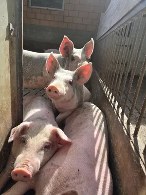 Zu viele Schweine kommen derzeit auf den Markt. Auch der Anicom macht diese Entwicklung Sorgen und sie ruft die Produzenten zur Reduktion des Sauenbestands auf.