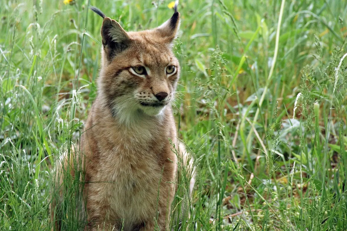 luchs_gras Erste bestätigte Luchsreproduktion im Engadin seit fast 150 Jahren