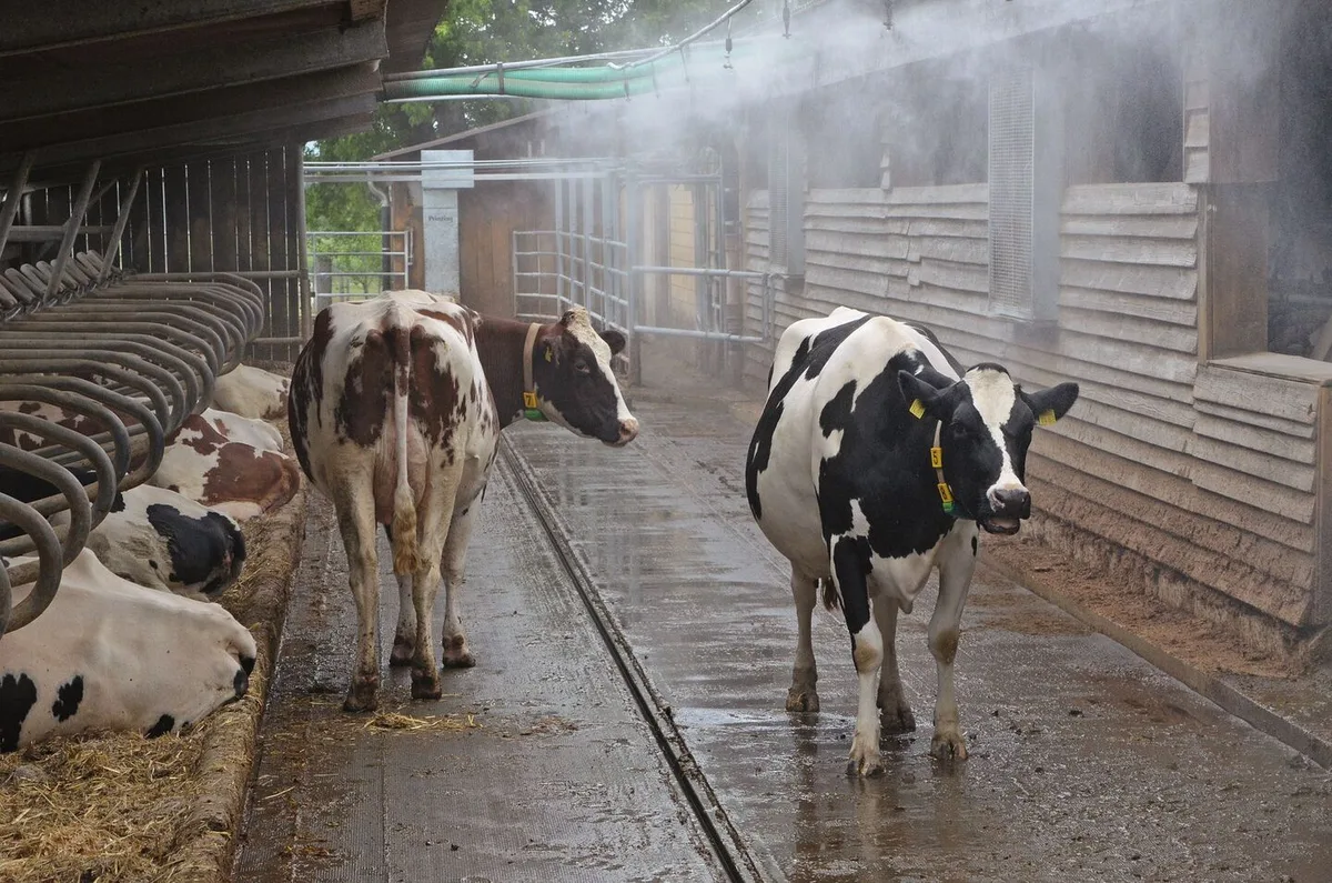 72f2b4ed58fcda4c3bd8dfe530223b27565a6c2ba6012e6e6332f42c15aadaed Holstein-Kühe stehen im Laufhof und lassen sich von einer Sprinkleranlage berieseln.