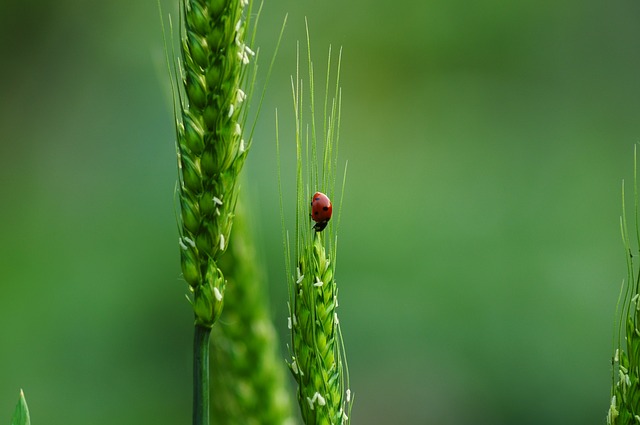 Der Mensch müsse für eine möglichst grosse Biodiversität sorgen, um sich die "Gratis-Dienstleistungen" der Natur nachhaltig zu sichern. (Symbolbild Pixabay)