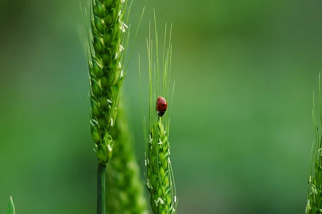 c663a2640766049e95a09f7d80c369e22d5250cc Der Mensch müsse für eine möglichst grosse Biodiversität sorgen, um sich die "Gratis-Dienstleistungen" der Natur nachhaltig zu sichern. (Symbolbild Pixabay)