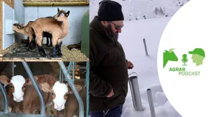 Die fünfte Episode des «AgrarPodcasts» unter anderem mit Themen wie Bündner Bio-Gitzi, Lawinenbeobachter und einem Marktkommentar zum Kälbermarkt (Bilder/Compositing: «die grüne», Jürg Vollmer / BauZ Ruth Aerni/Esther Thalmann):