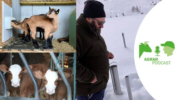 Die fünfte Episode des «AgrarPodcasts» unter anderem mit Themen wie Bündner Bio-Gitzi, Lawinenbeobachter und einem Marktkommentar zum Kälbermarkt (Bilder/Compositing: «die grüne», Jürg Vollmer / BauZ Ruth Aerni/Esther Thalmann):