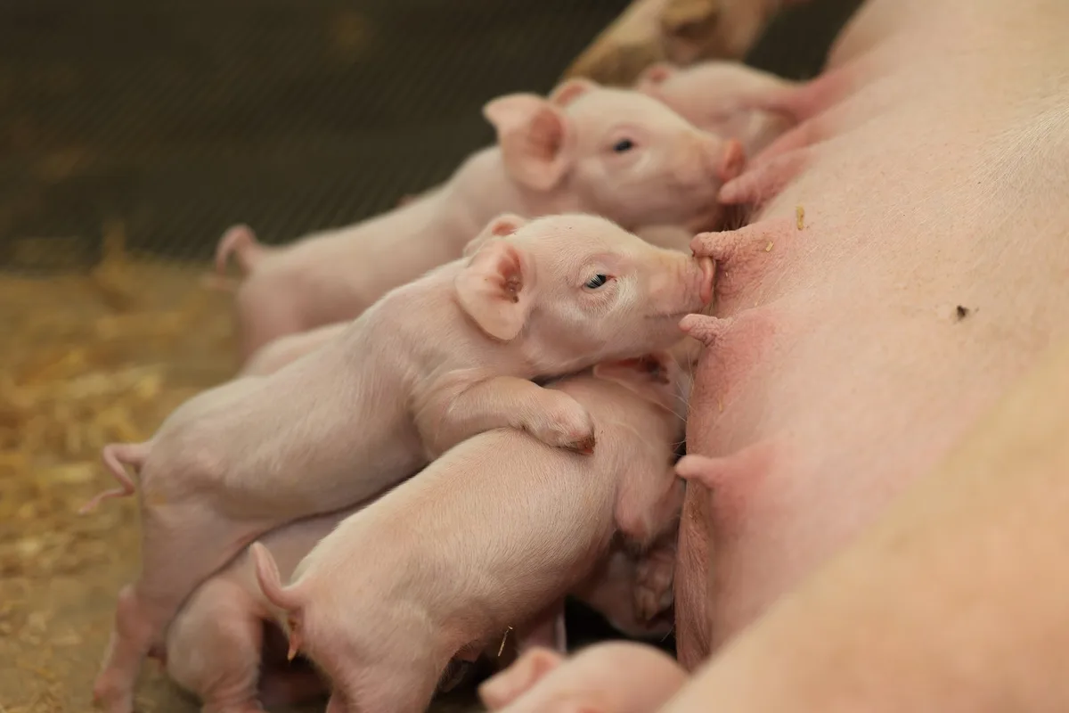 diegruene_ROETHLISBERGER_Schweinestall_1773 Herrscht Ratlosigkeit bei den Schweineproduzenten?