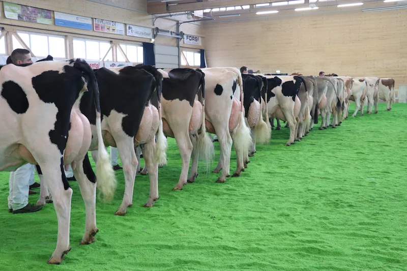 f0efa2ffbe994e53f362c89fdfca06a9c6339cff Drei Farben in einem Ring: Die Aargauer Zuchtverbände haben ihre gemeinsame Eliteschau am Sonntag zum 15. Mal durchgeführt. (Bild: rae)