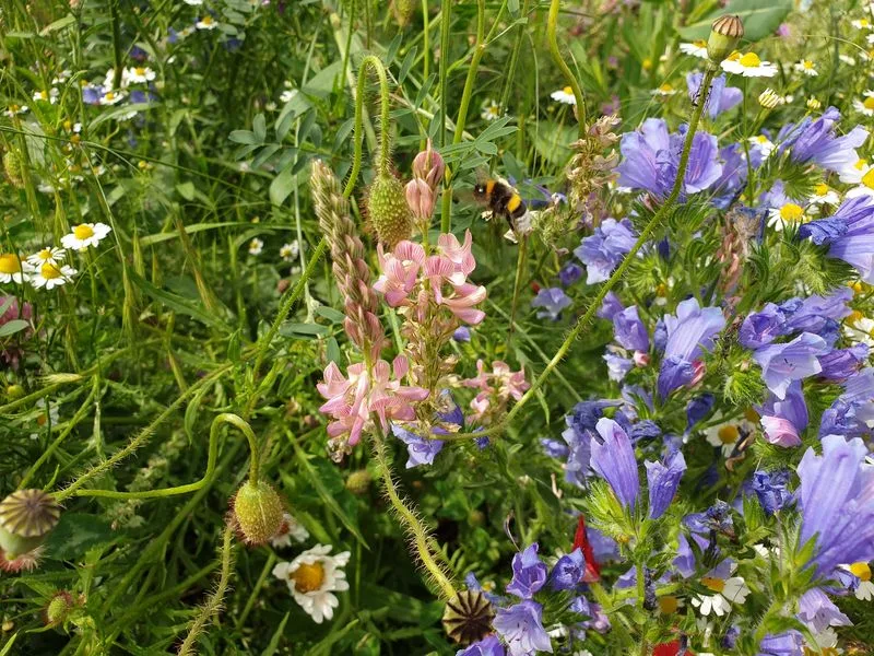 66db3a9dab0f85660fa77ace341c21b817171044 Das «Smaragd»-Netzwerk hat zum Ziel Biodiversität auf europäischer Ebene zu fördern. (Bild ji)