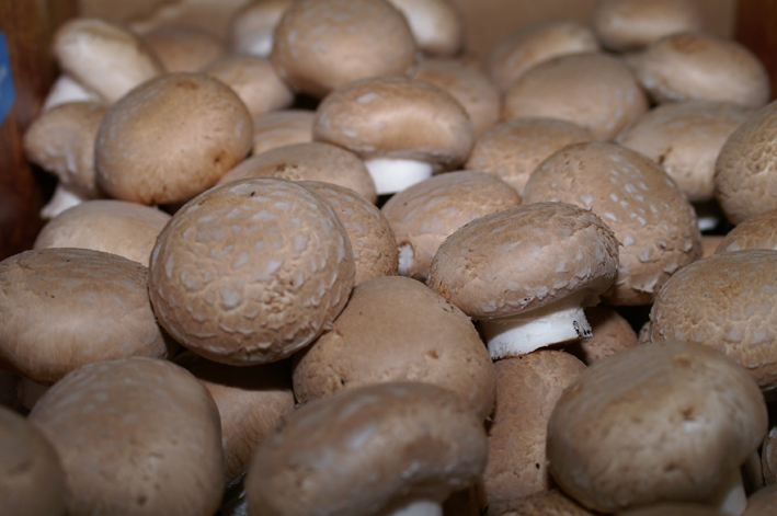 In Deutschland gedeihen die Champignons heuer gut. (Bild lid)