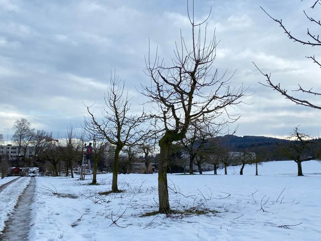 e9f5b4f19d31b14f7bd36bb4dc9cbdb4142ad28c Eine Hochstamm-Obstanlage während des Winterschnitts. Sie schafft Lebensräume und ist wertvoll für die Biodiversität. (Bild BauernZeitung/Katrin Erfurt)