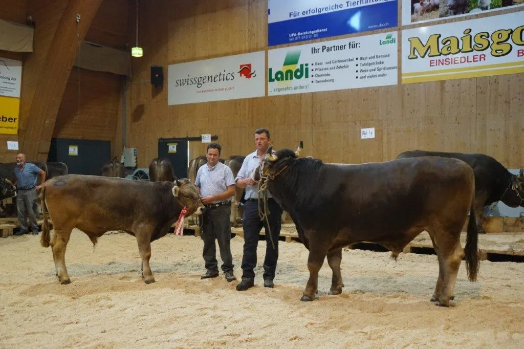 2333984624aad36aed2fb1207cdb5ed16391154d Mr. OB-jüngere Stiere: OBELIX von Samuel Jäger; ältere Stiere: EINAR von Martin Schrepfer. (Bilder Michael Götz)