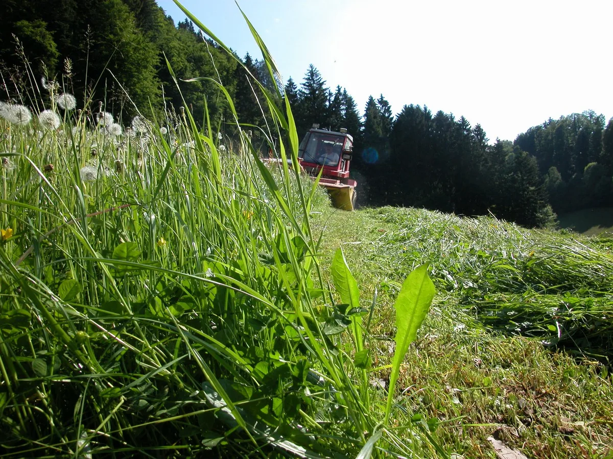 Vorsicht_Mähen Futterbau: Beim Mähen trotz Hektik an die Insekten und Rehkitze denken