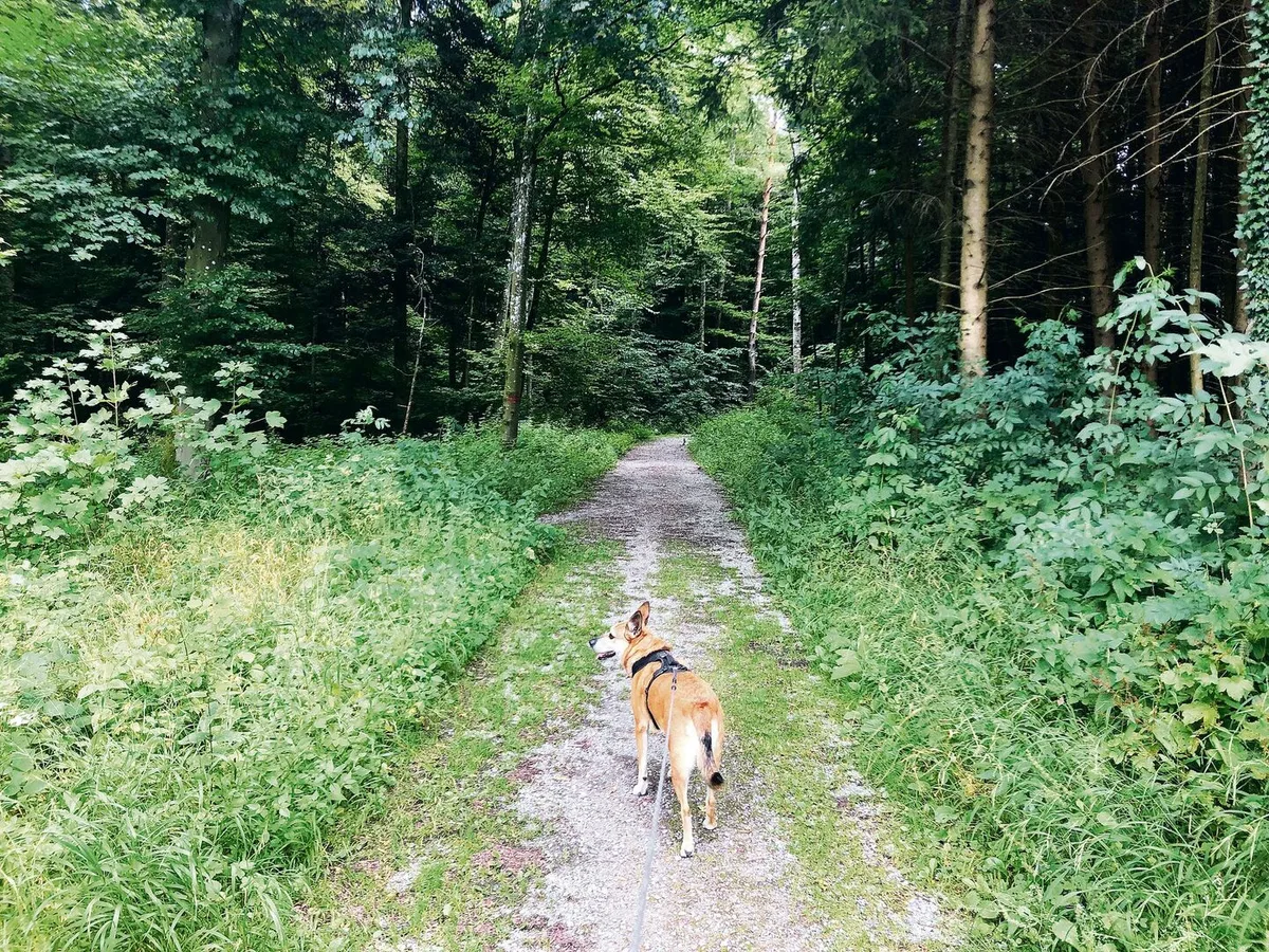 046bd661e68d92ea6bfa0356ba99c1bd0719cb2569cc8b21d6e6f48a8079c99f Vielerorts müssen Hunde bis Mitte oder sogar Ende Juli im Wald angeleint sein. Der Kanton Bern hat bislang auf eine Lösung verzichtet.