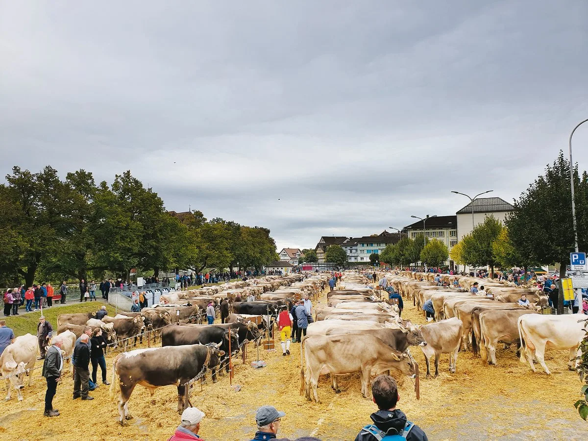 5b33c5d29383aea5487f795d5fe618234afbc0f4 Die Grossviehschau auf dem Brauereiplatz in Appenzell lockt jedes Jahr ein grosses Publikum an. (Bild Stefanie Giger)