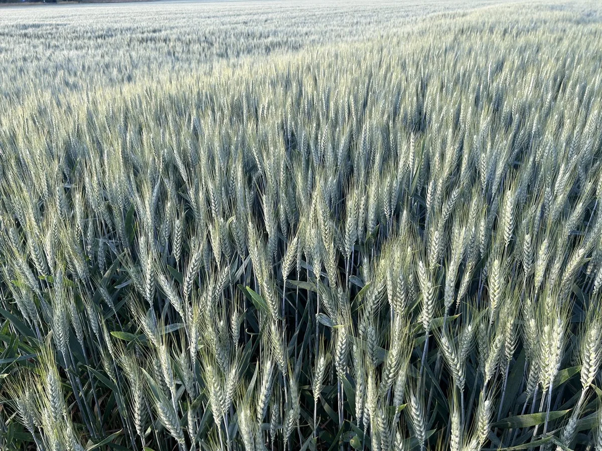 Getreidefeld_3839 Schweizer Brotgetreide: Feuer im Dach vor der Richtpreisrunde