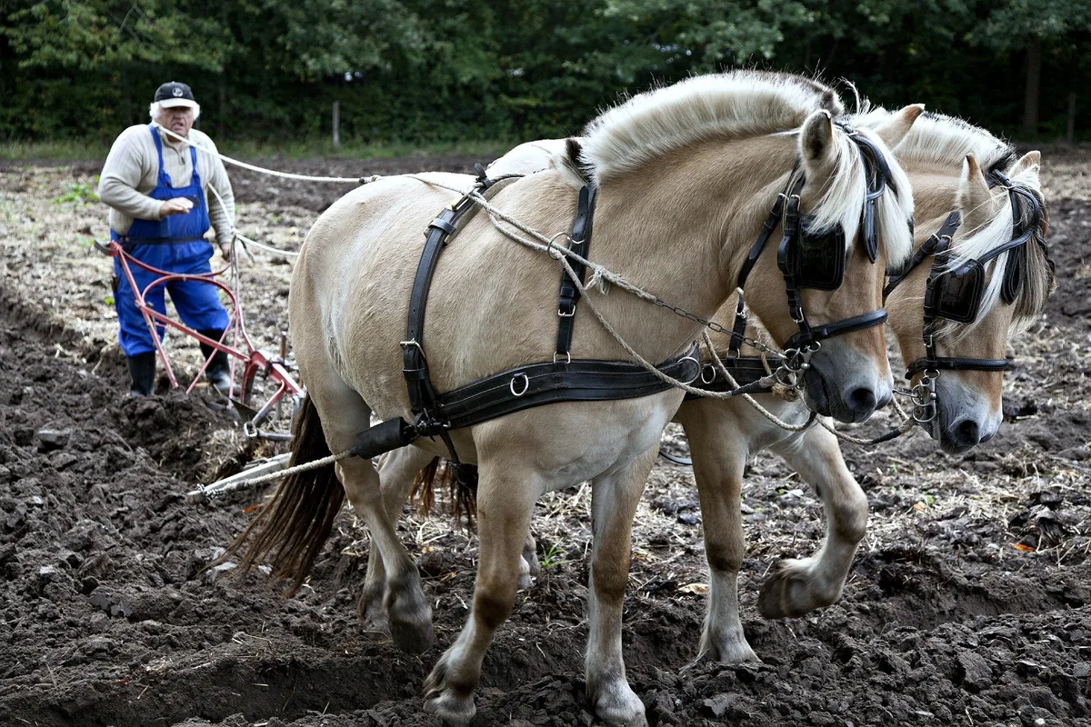Joachims Experiment – Landwirtschaft wie vor 100 Jahren